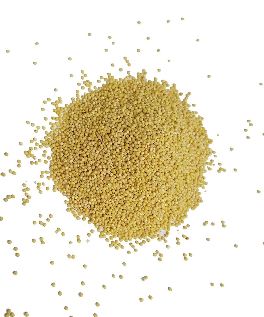 SDPMart Premium Little Millet (Unpolished) 1.5 LB (Saamai/Kutki)